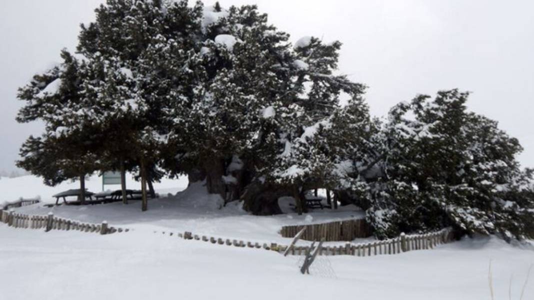 Konya'da asırlara kafa tutuyor: Dünyanın en yaşlı ikincisi 7